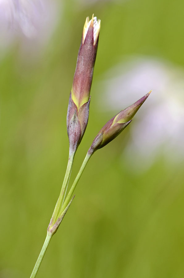 Dianthus superbus / Garofano superbo